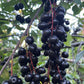 Garrington Chokecherry Seeds