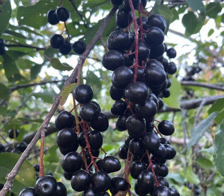Garrington Chokecherry Seeds