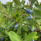 Aurora Haskap Seeds