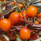 Thornless Sea Buckthorn Seeds