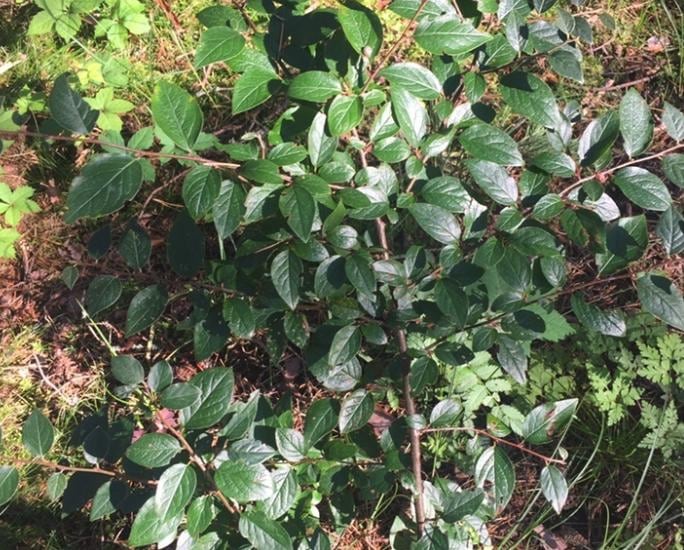 Graines de cotonéaster à haie