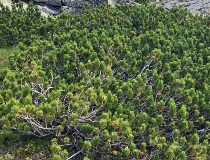 Mugo Pine Seeds