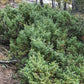 Common Juniper Seeds