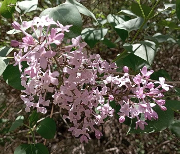 Early Blooming Lilac Seeds