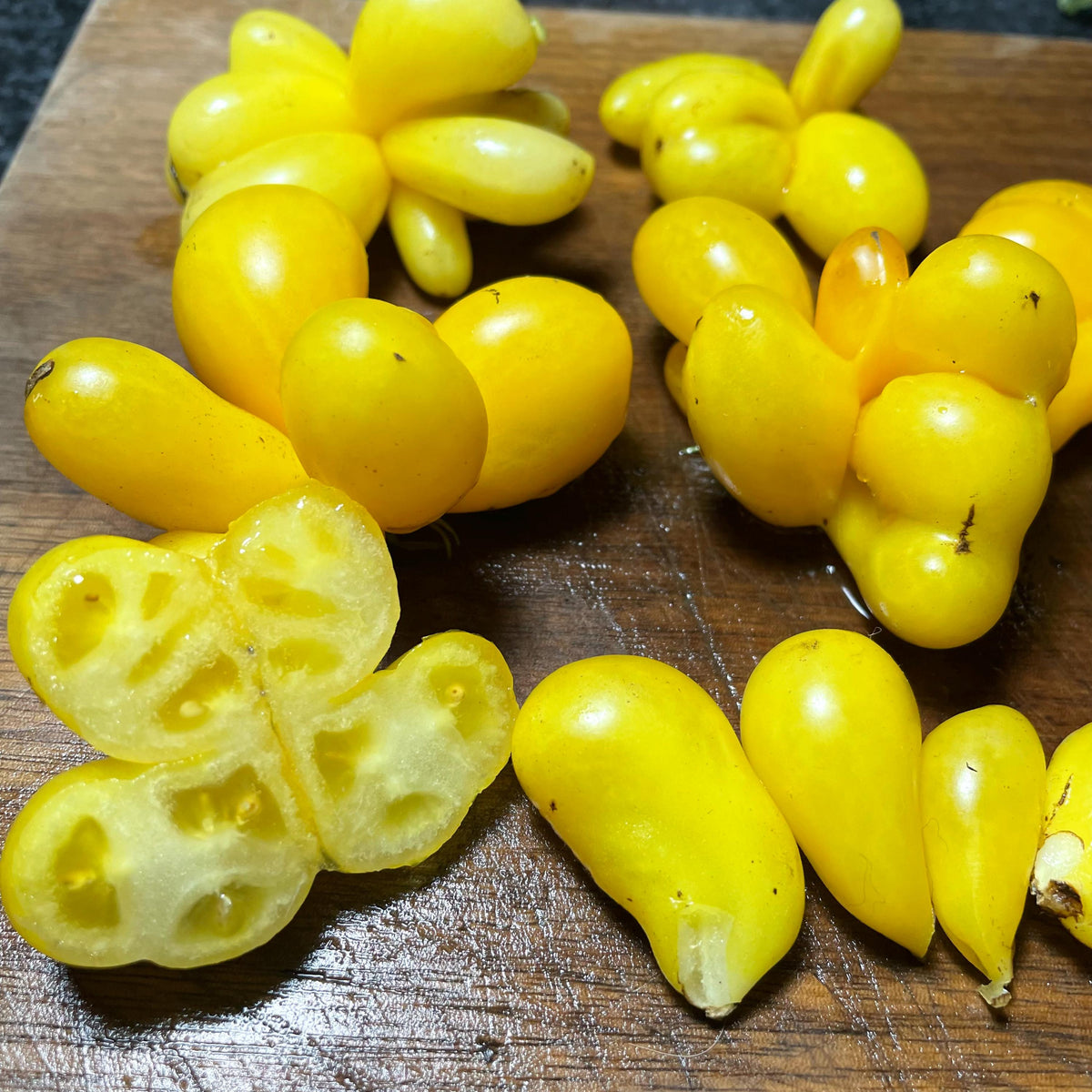 Phil's One Tomato Seeds