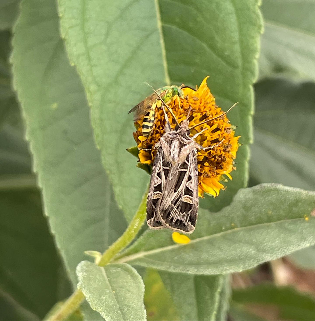 Fleurs de topinambour attirant des pollinisateurs intéressants