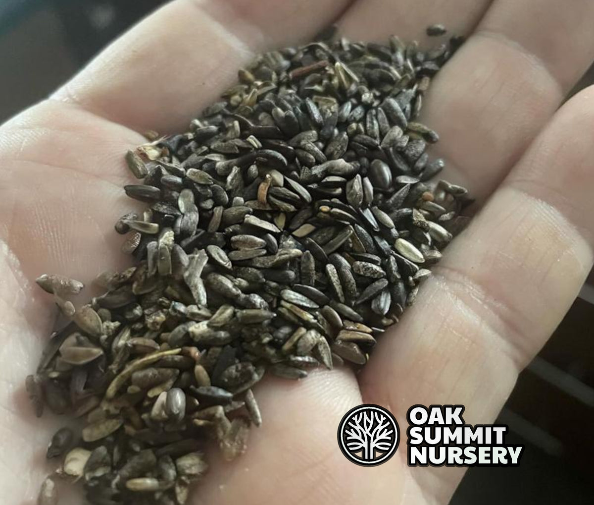 Jerusalem Artichoke Seeds