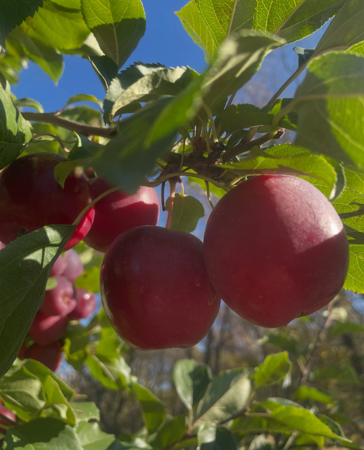 Close view of three large dark red Kerr apples hanging among green leaves against a blue sky.