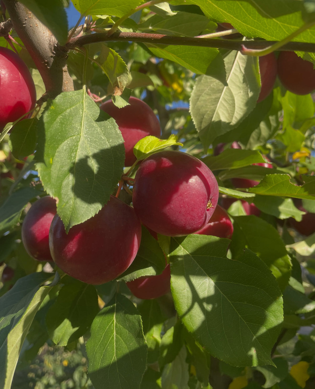A cluster of dark red Kerr apples on a branch in dappled sunlight.