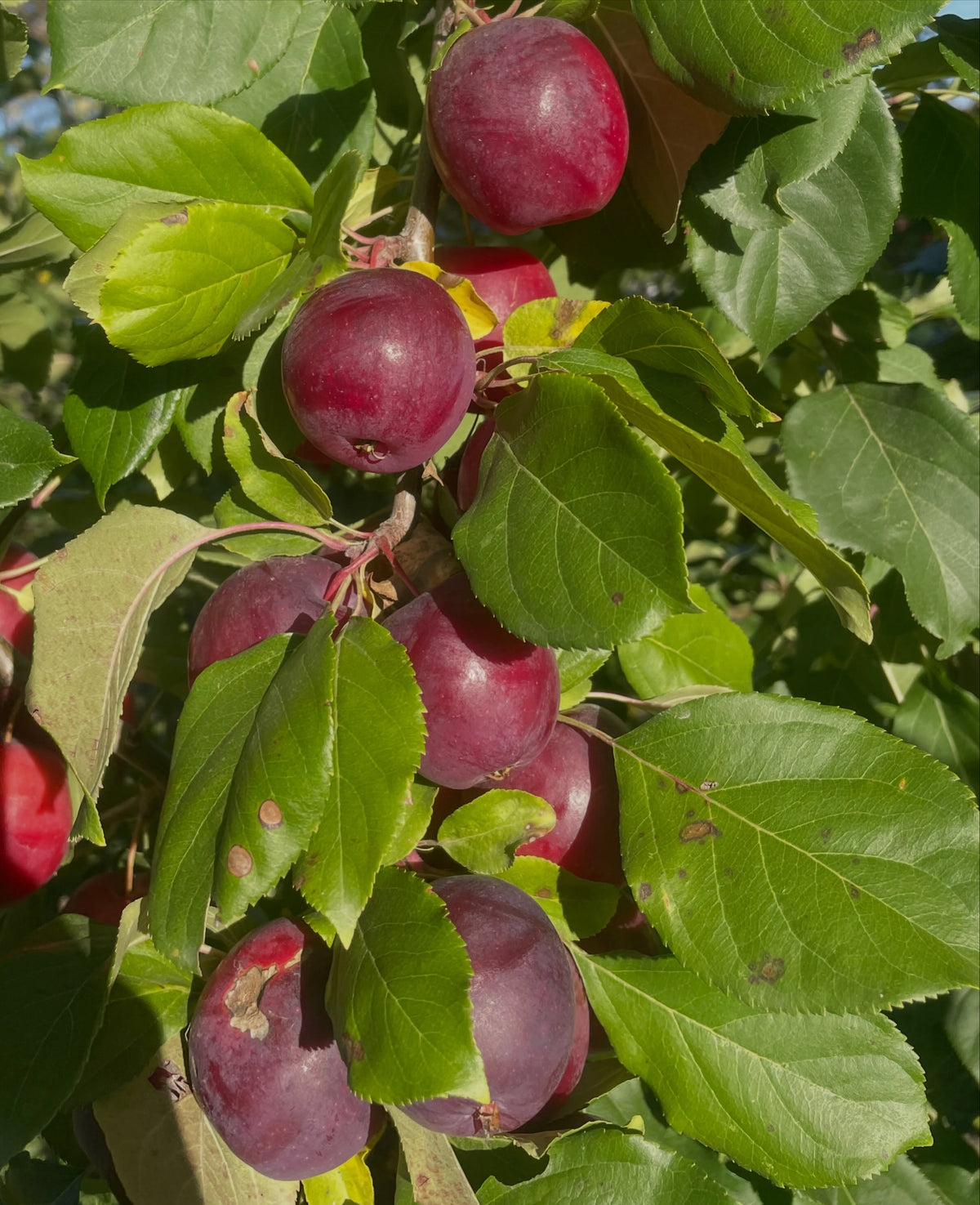 Dark red Kerr apples on the branch among green leaves; the lowest fruit has scab marks and a damaged patch.