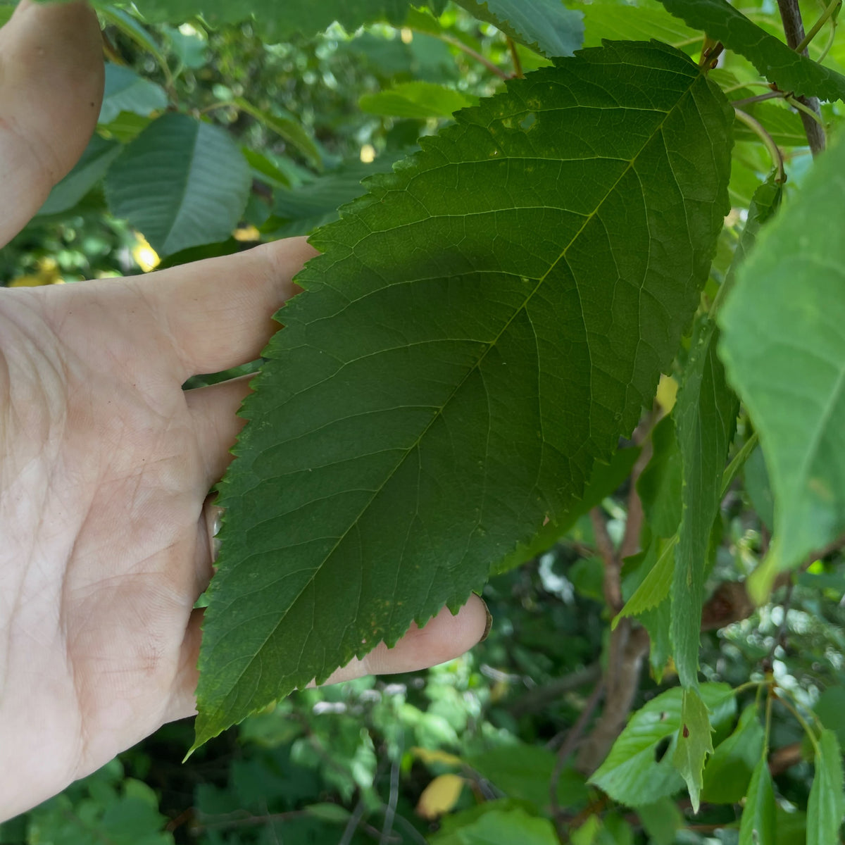 Injerto de cerezo dulce Leningrad Black, imagen 2 de 3