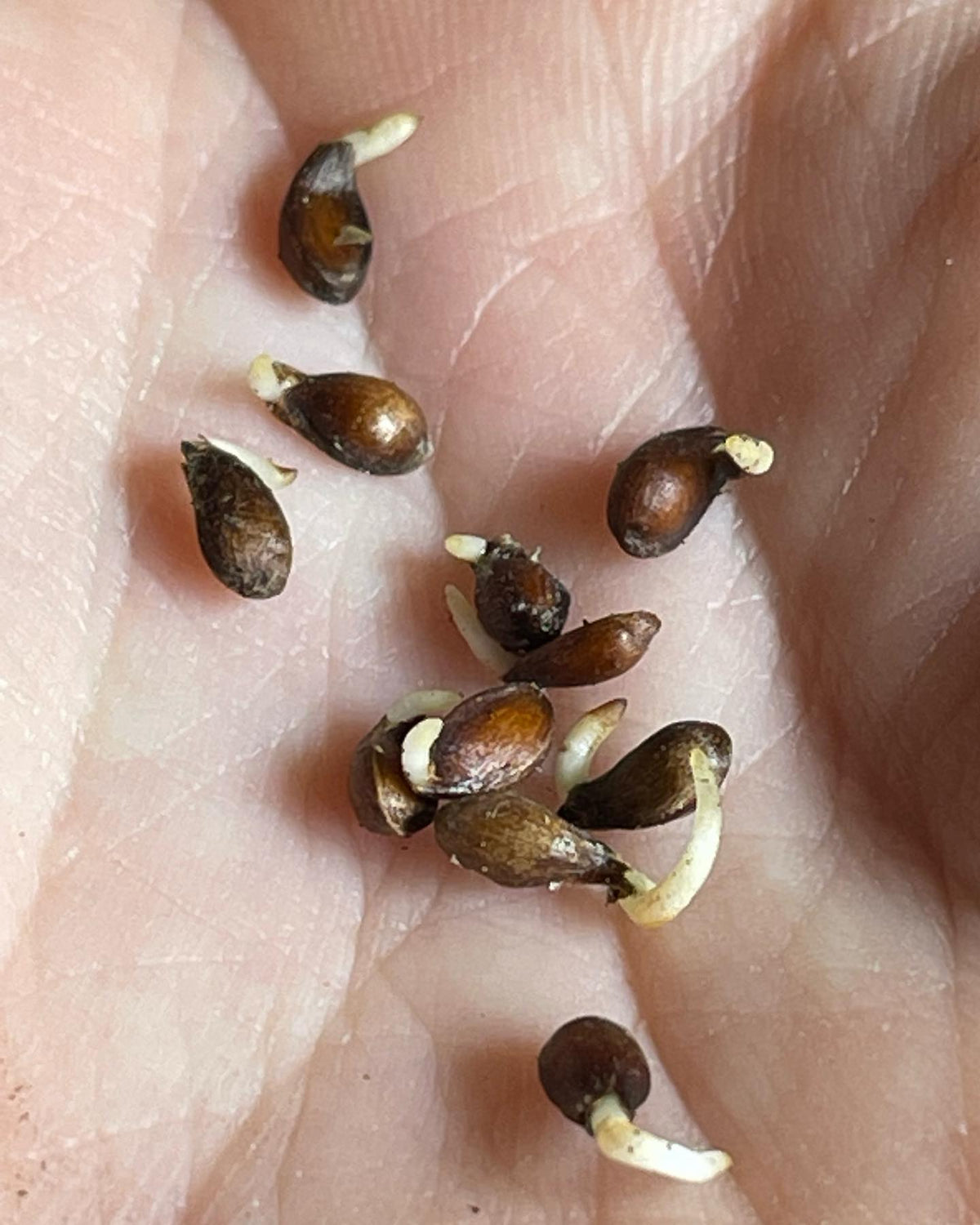Semillas de malus bacatta germinando, mostrando un método cuidadoso para cuando se controlan las tasas de germinación, imagen 1 de 5