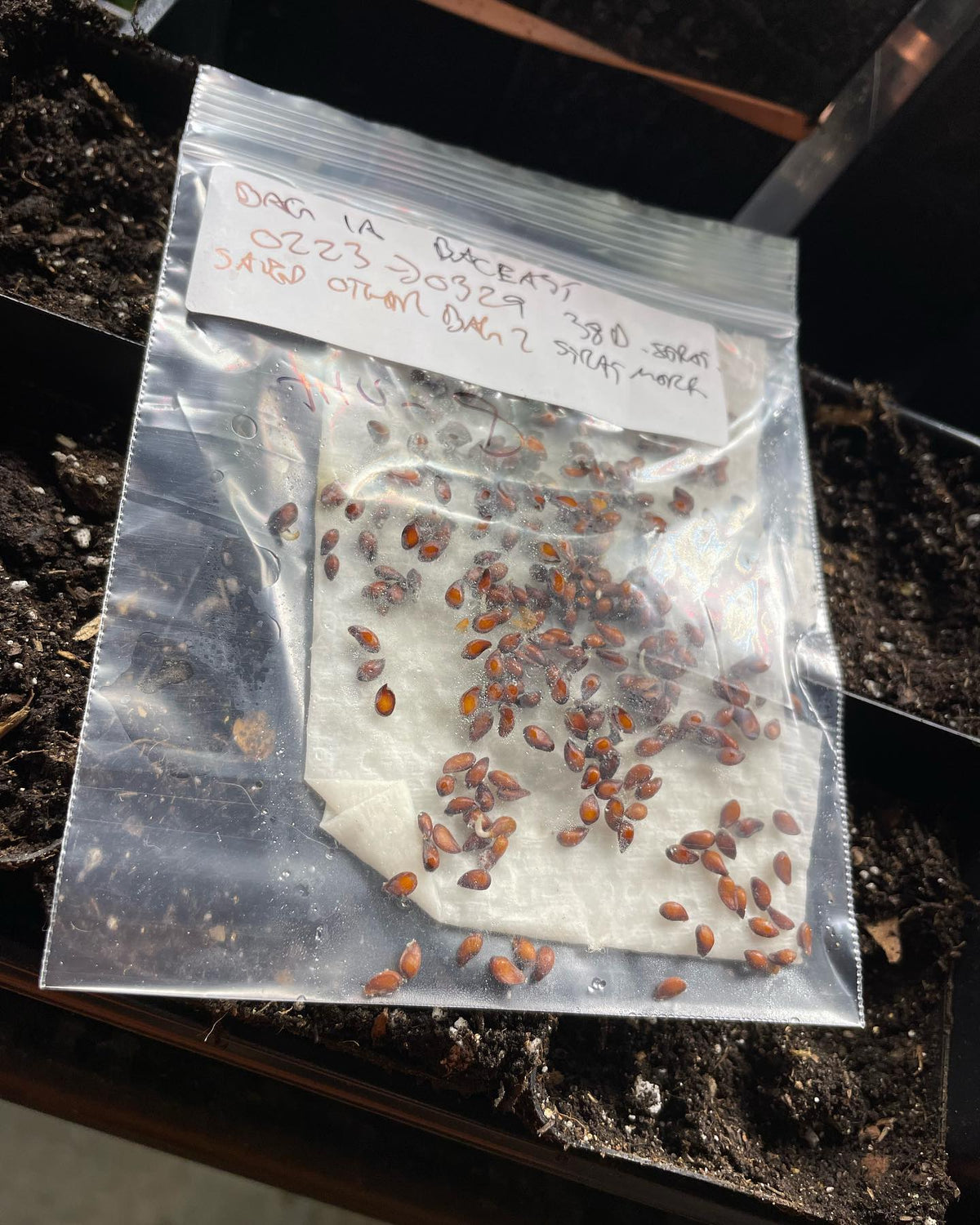 Semillas de malus bacatta germinando, mostrando un método cuidadoso para cuando se controlan las tasas de germinación, imagen 2 de 5