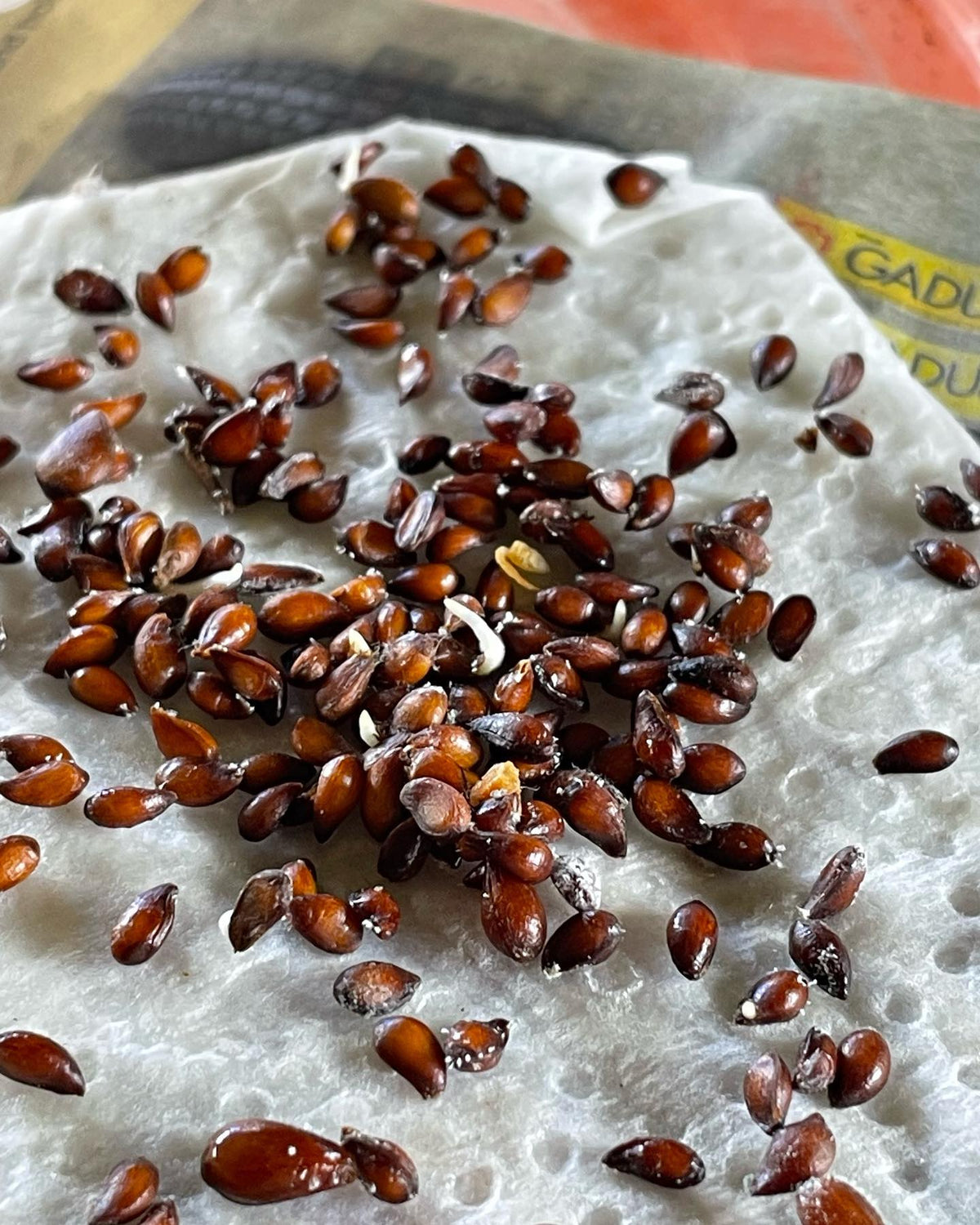 Semillas de malus bacatta germinando, mostrando un método cuidadoso para cuando se controlan las tasas de germinación, imagen 3 de 5