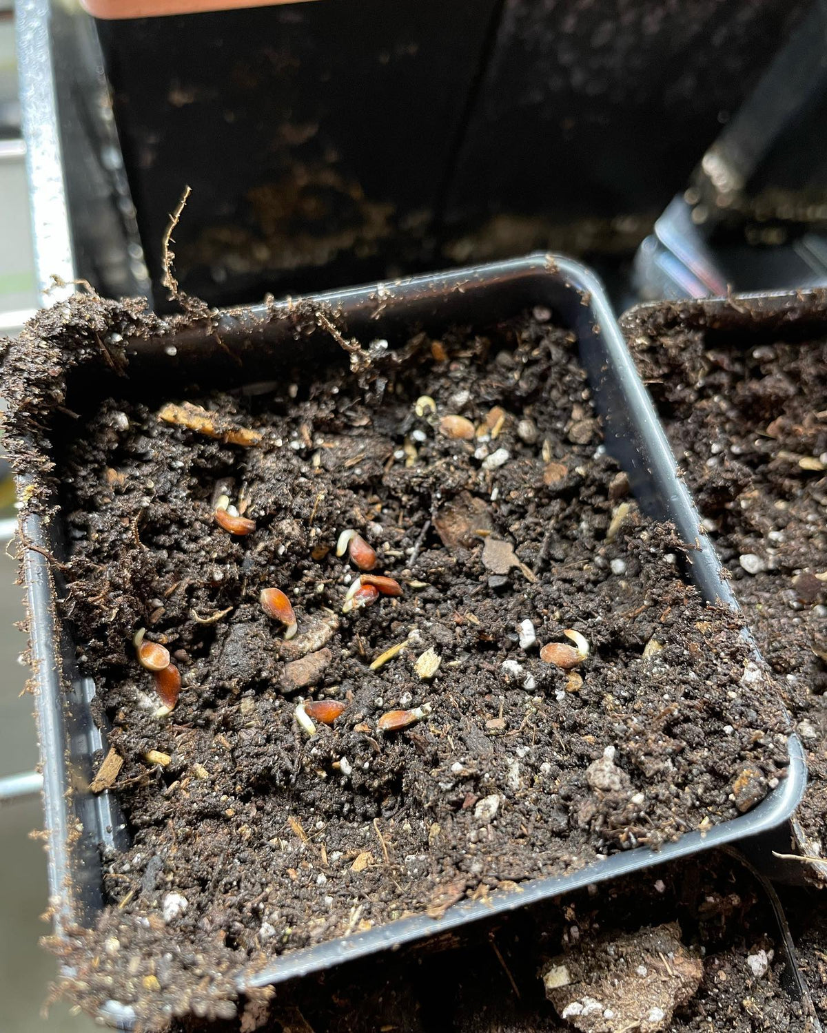Semillas de malus bacatta germinando, mostrando un método cuidadoso para cuando se controlan las tasas de germinación, imagen 4 de 5