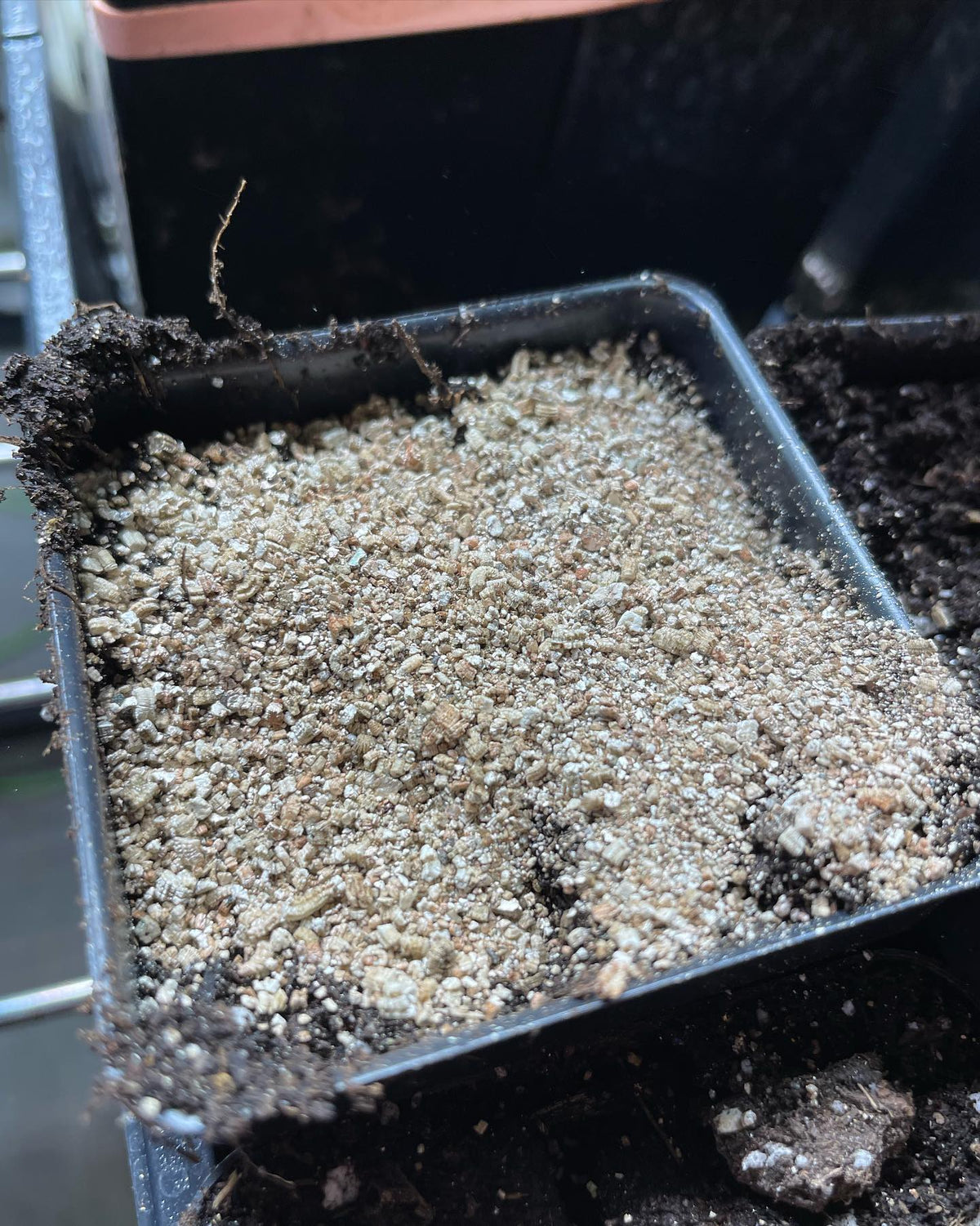 Semillas de malus bacatta germinando, mostrando un método cuidadoso para cuando se controlan las tasas de germinación, imagen 5 de 5