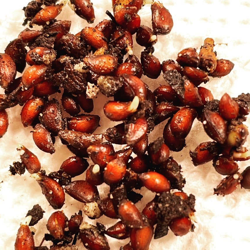 Las semillas de malus baccata (manzano silvestre siberiano, el manzano más resistente al frío del mundo) están empezando a germinar tras 40 días de estratificación en frío y unos 2 días fuera del refrigerador