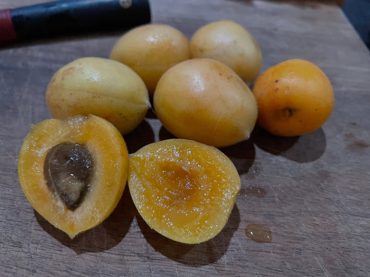 Parent/source fruit of Manchurian apricot. Seedlings vary.