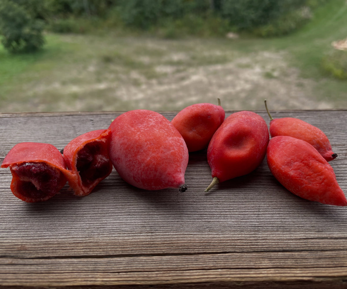 Fruto y limpieza de semillas de podófila del Himalaya, fotografía 1 de 3