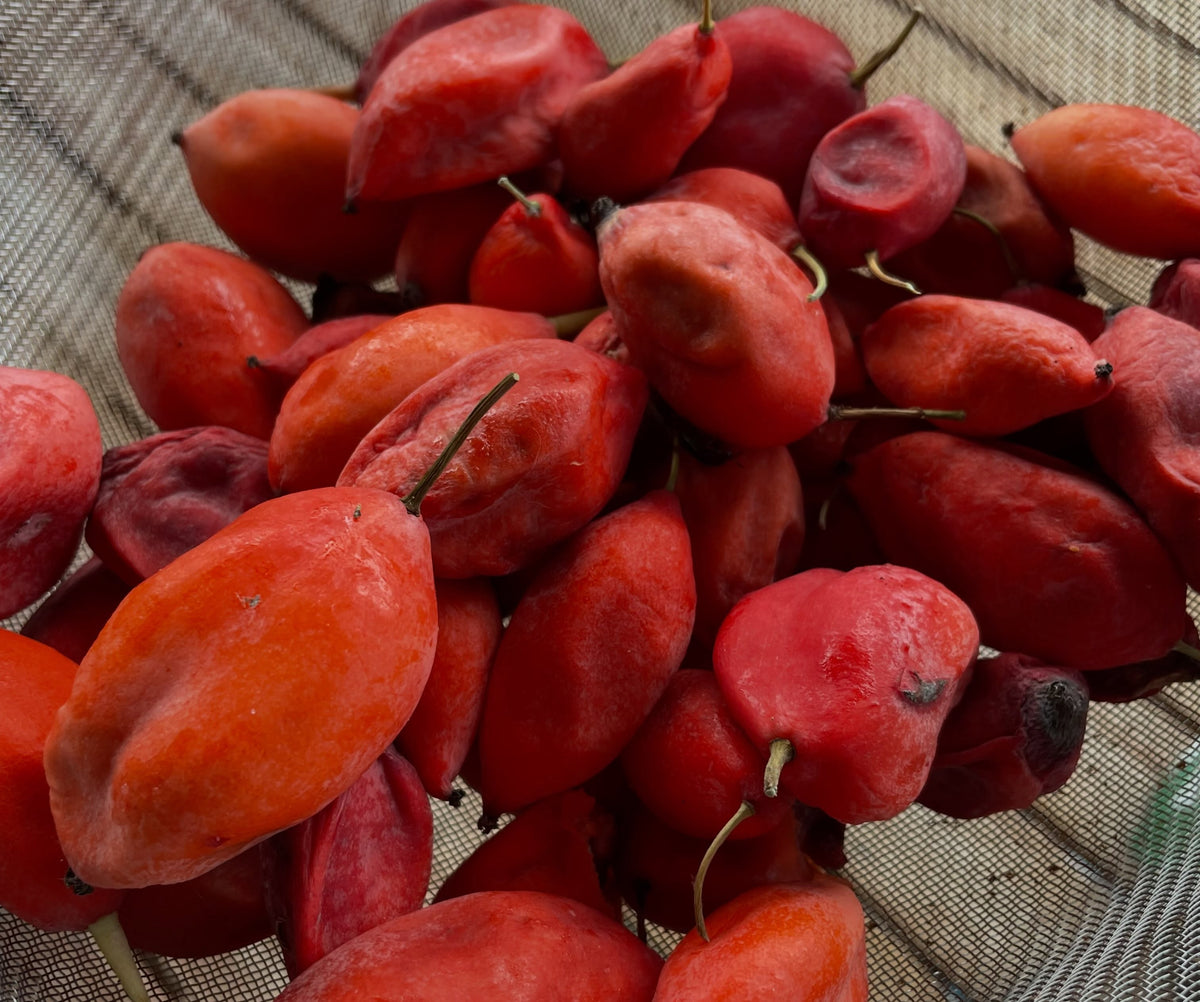 Fruto y limpieza de semillas de podófila del Himalaya, fotografía 2 de 3