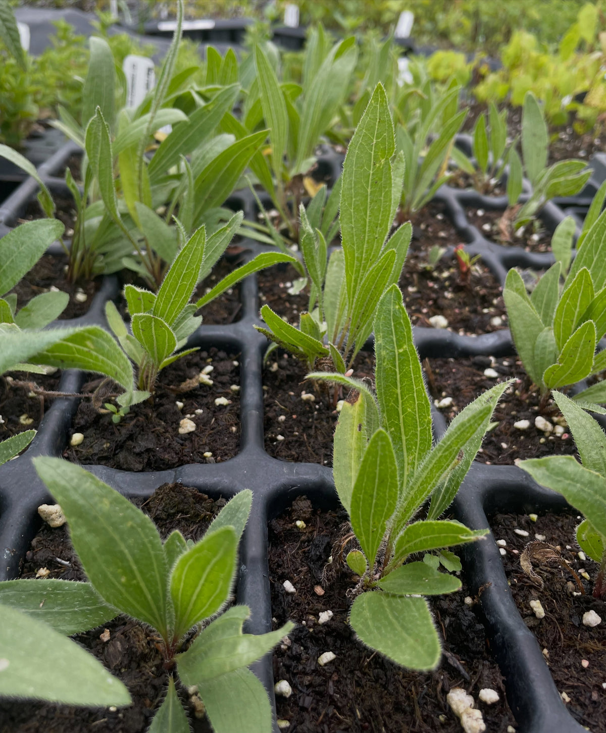 Échinacée à feuilles étroites, une fleur sauvage vivace indigène, image 1 sur 2
