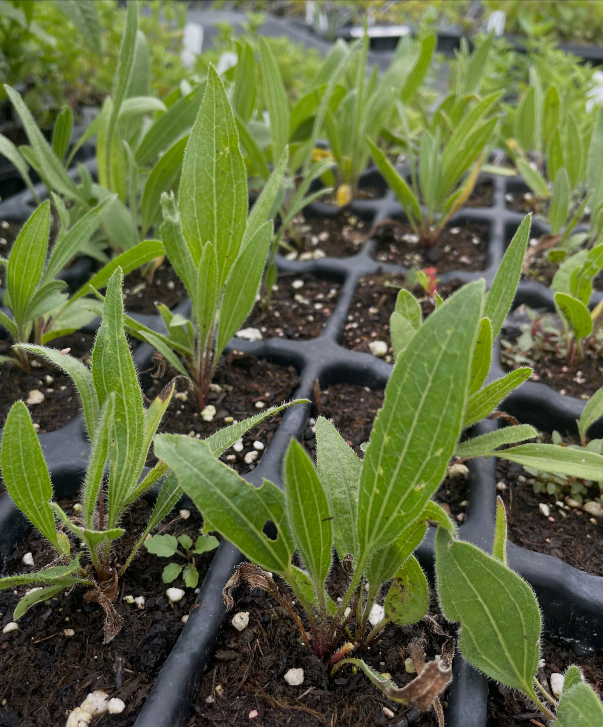 Échinacée à feuilles étroites, une fleur sauvage vivace indigène, image 2 sur 2
