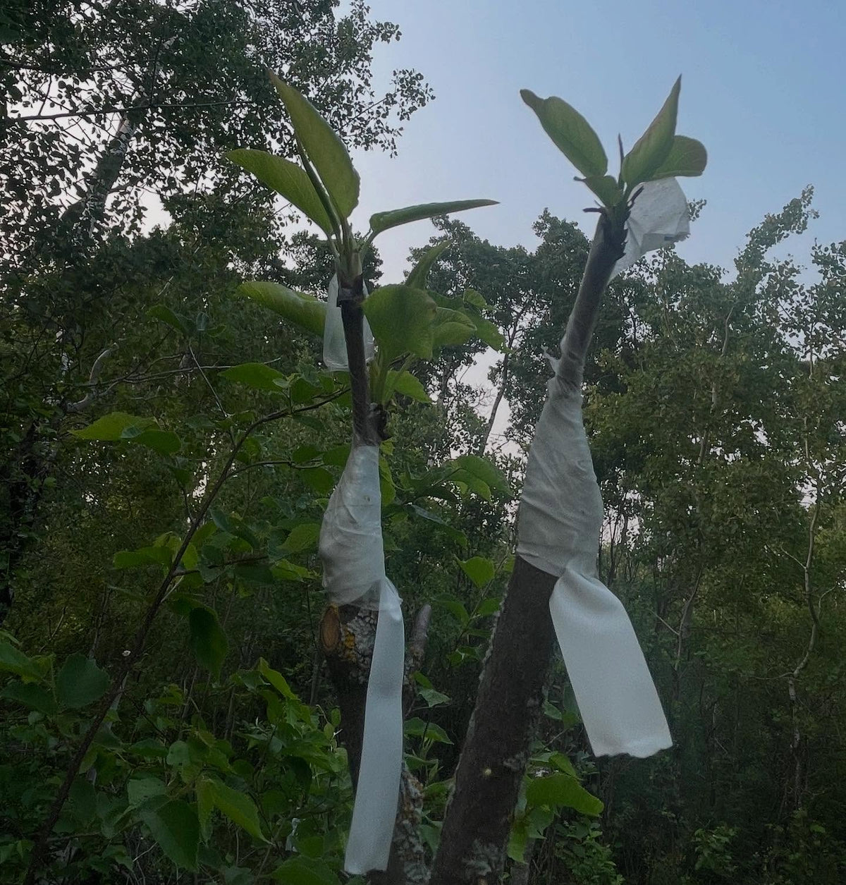 Injertos nuevos de peral; tardan unas tres semanas en sacar hojas, y es entonces cuando empiezo a revisar el crecimiento de los brotes del portainjerto, imagen 1 de 2