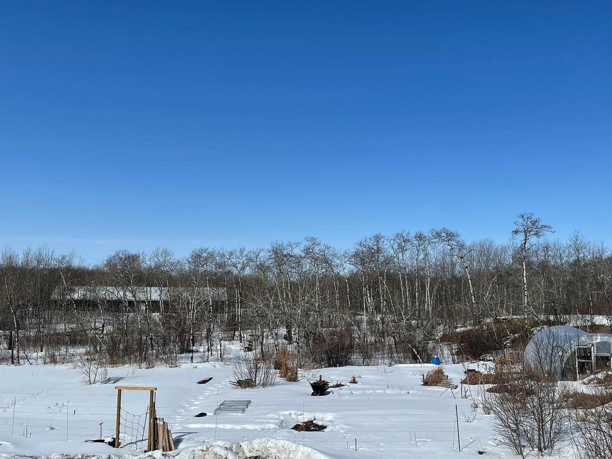 Notre pépinière du sud du Manitoba est encore couverte de neige