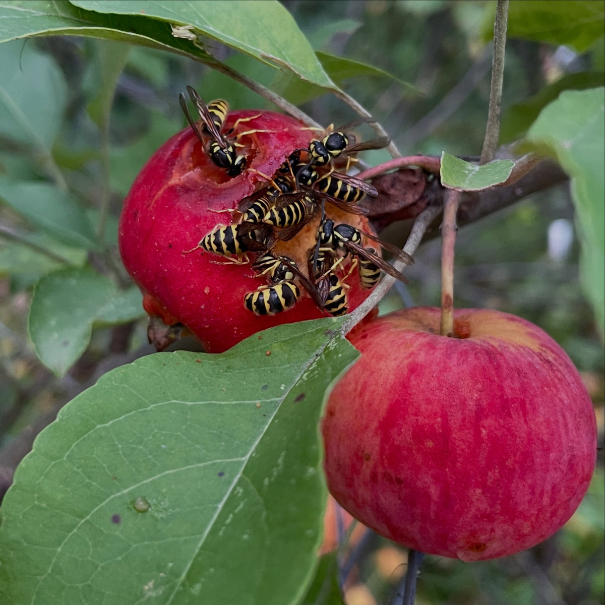 Des guêpes se nourrissent de pommes Palmetta au début de septembre, photographie 1 sur 2