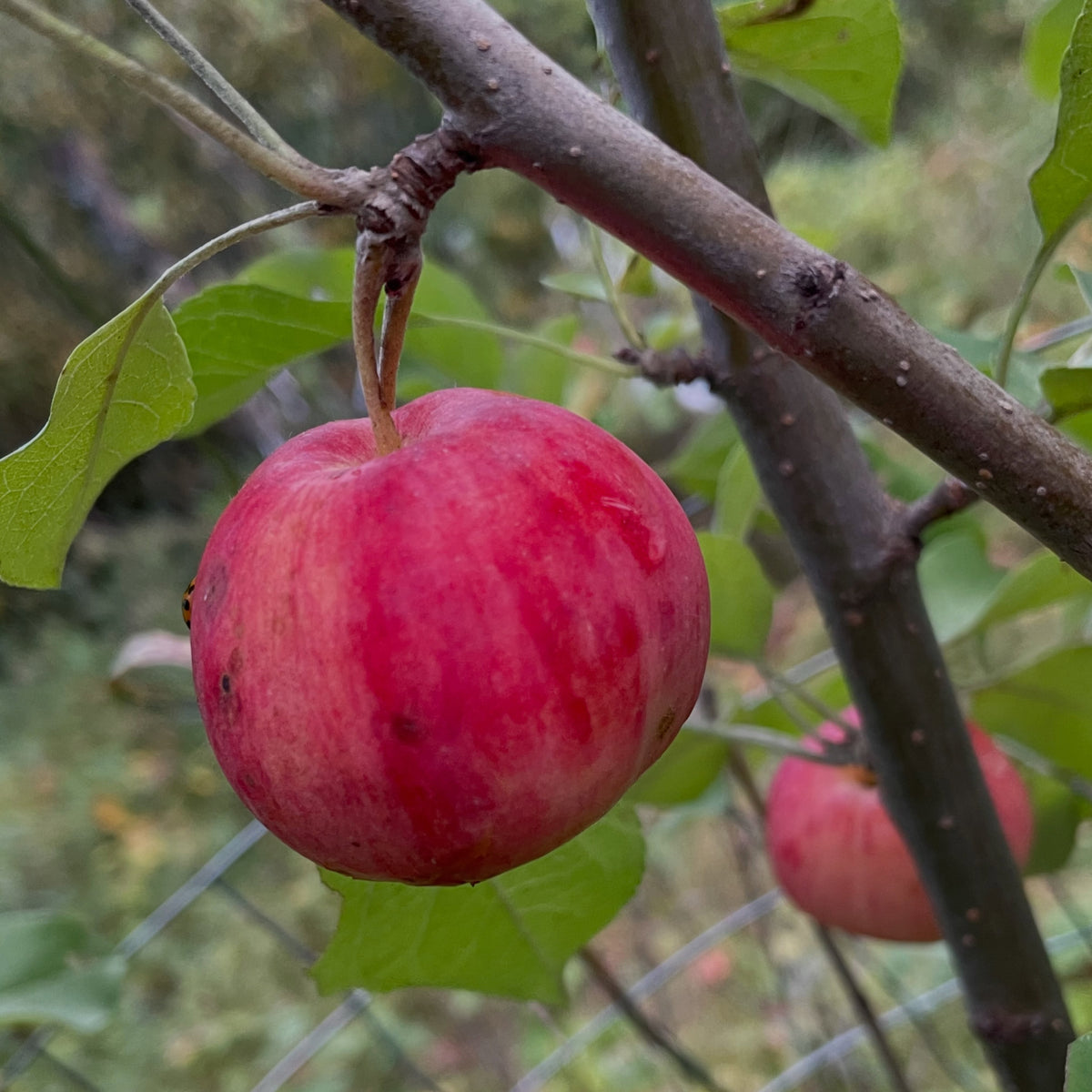 Des guêpes se nourrissent de pommes Palmetta au début de septembre, photographie 2 sur 2
