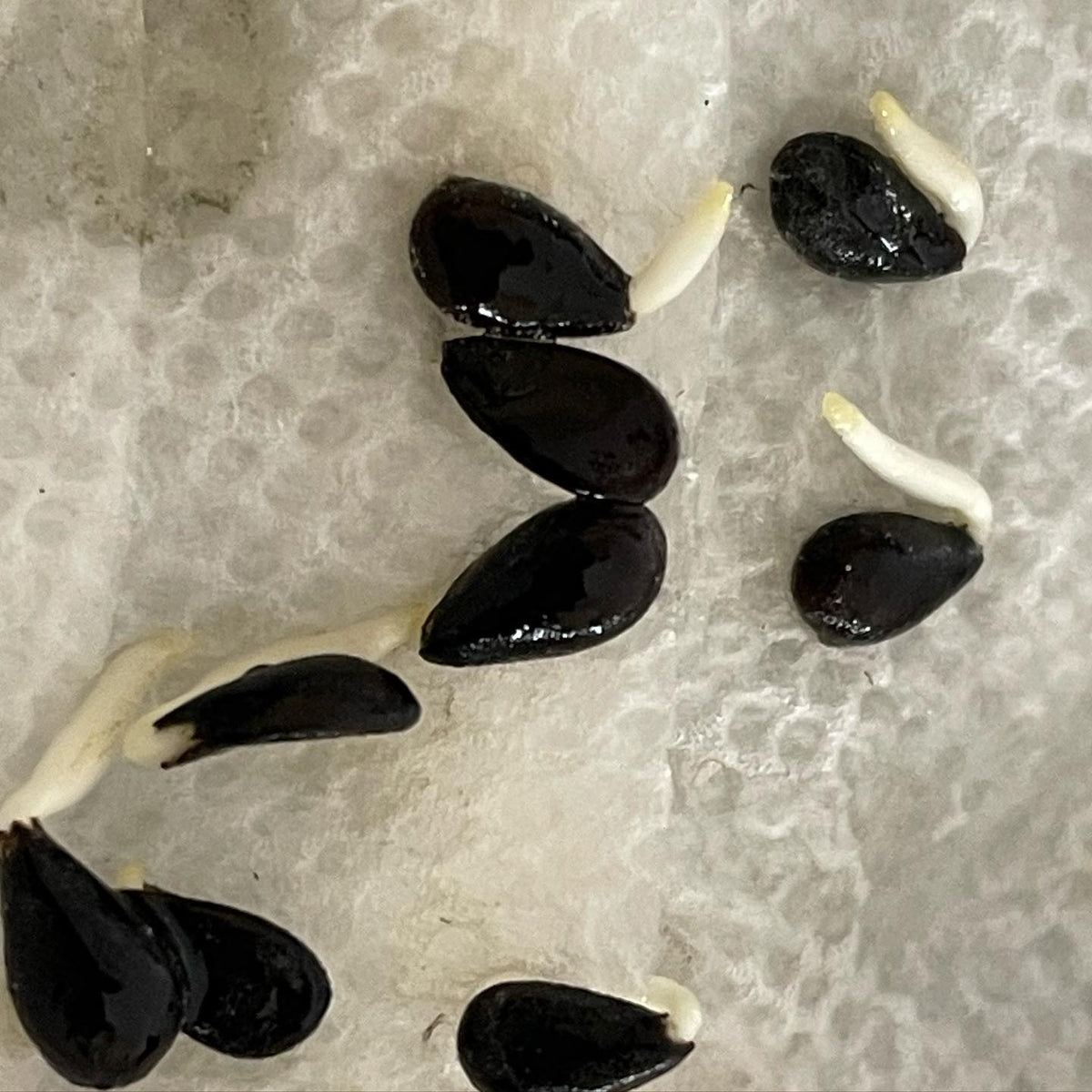 Pépins de poire après trois semaines de stratification; heureusement que j’ai vérifié, car ils sont censés nécessiter, image 1 sur 2