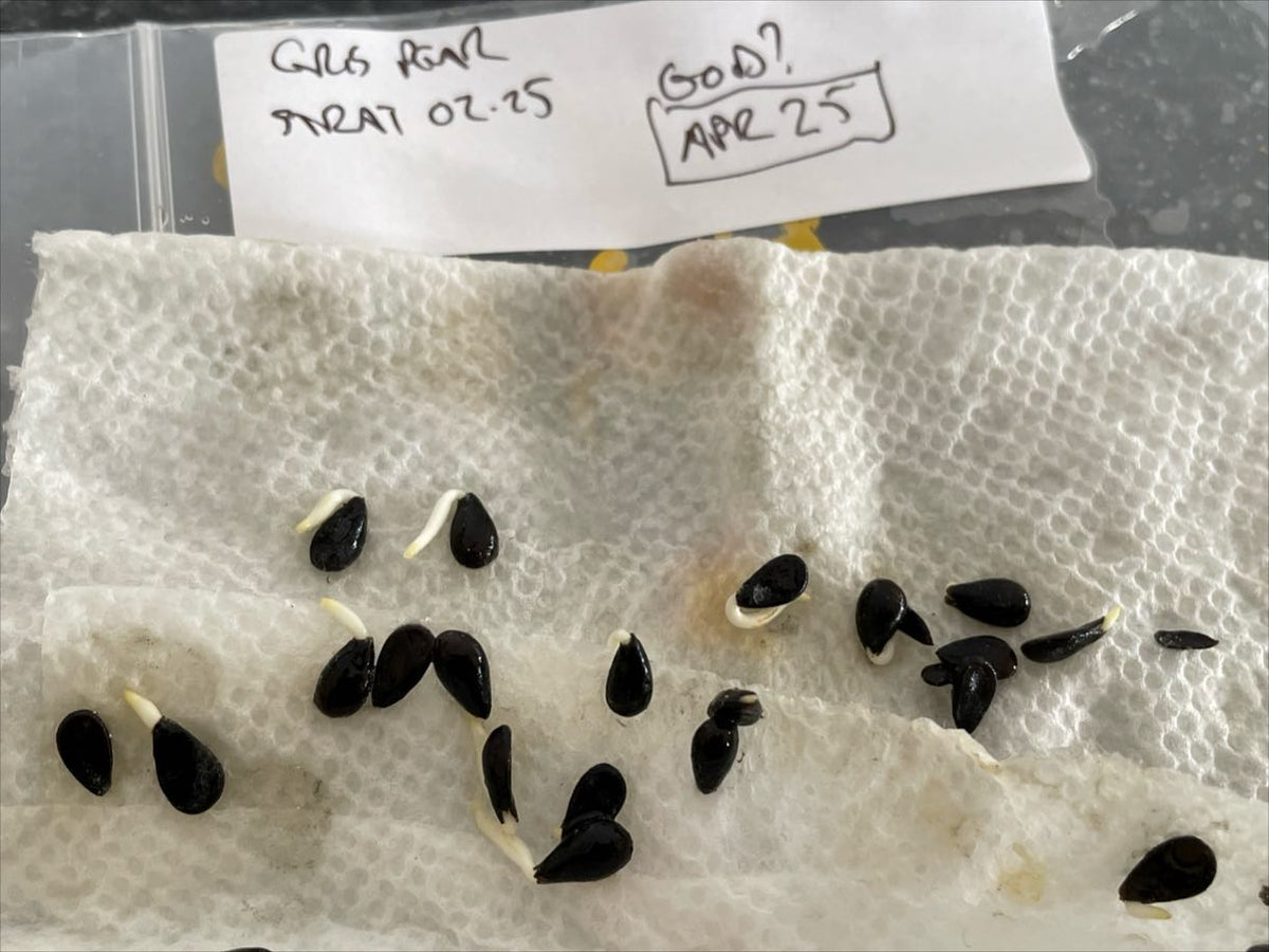 Pépins de poire après trois semaines de stratification; heureusement que j’ai vérifié, car ils sont censés nécessiter, image 2 sur 2