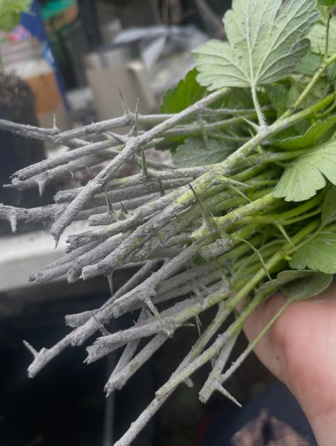 Poiriers qui surgissent de ces boutures de racines, image 3 sur 4
