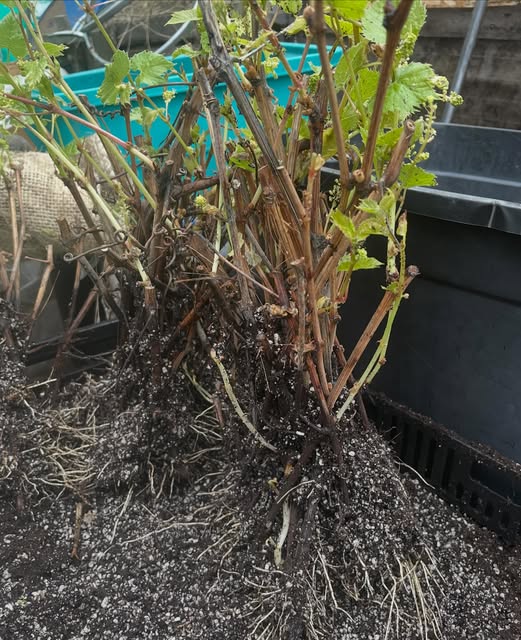 Poiriers qui surgissent de ces boutures de racines, image 4 sur 4