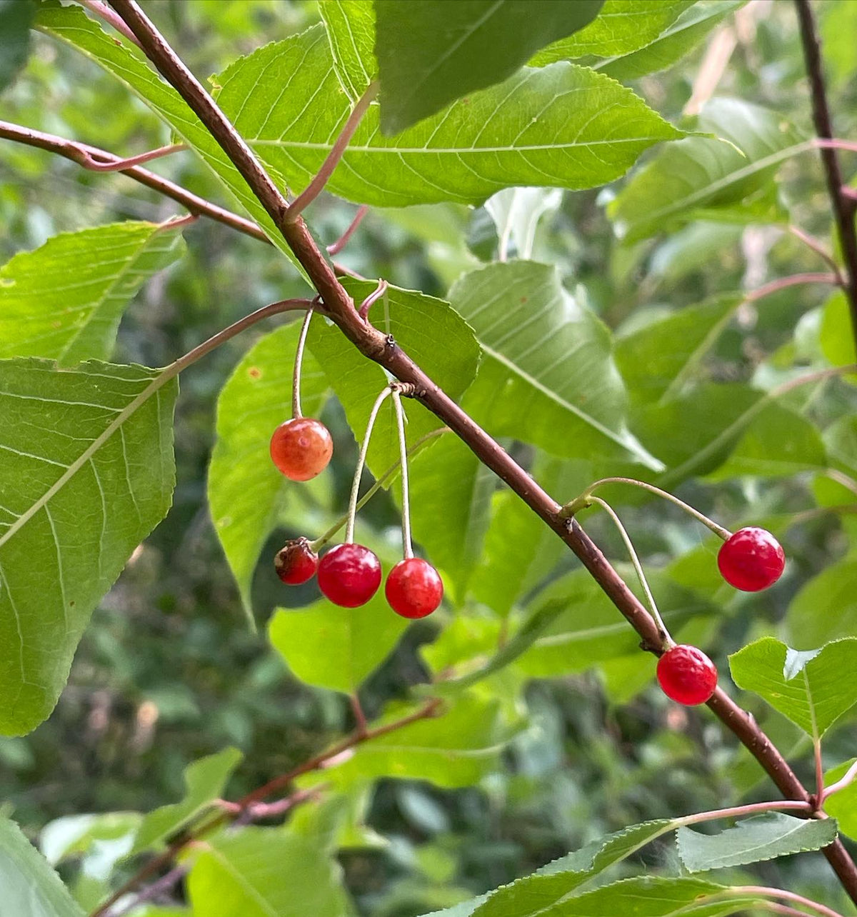 Las cerezas de Pensilvania están maduras