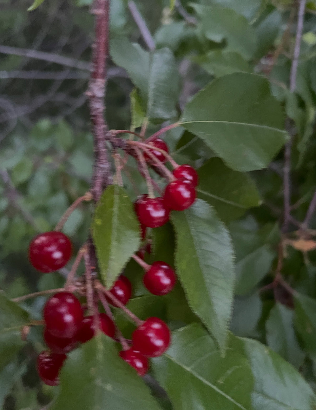 Les cerises de Pennsylvanie commencent tout juste à mûrir dans la deuxième moitié de juillet, image 3 sur 4