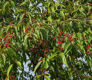 Pin Cherry · 3