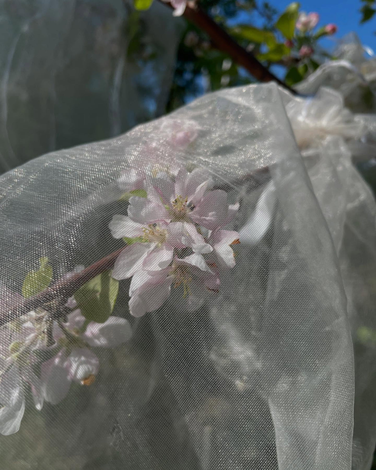 Pollinisation d’autres pommiers; presque toutes les fleurs sont ouvertes, image 6 sur 9