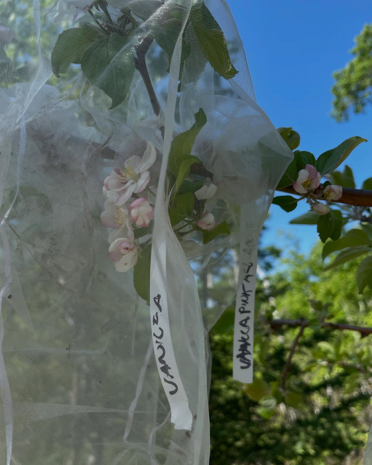 Pollinisation d’autres pommiers; presque toutes les fleurs sont ouvertes, image 7 sur 9