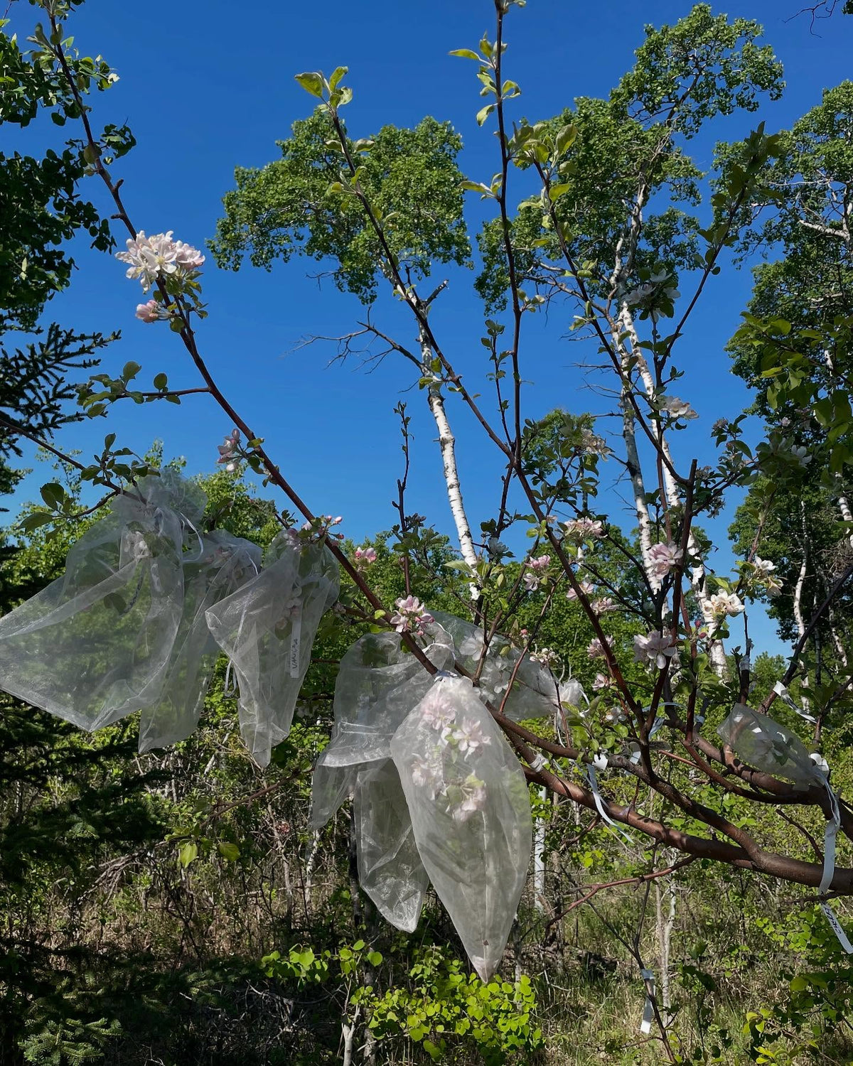 Pollinisation d’autres pommiers; presque toutes les fleurs sont ouvertes, image 8 sur 9