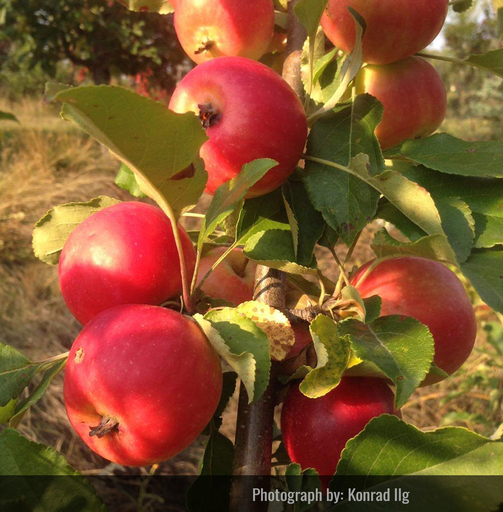 Pond Crabapple Tree