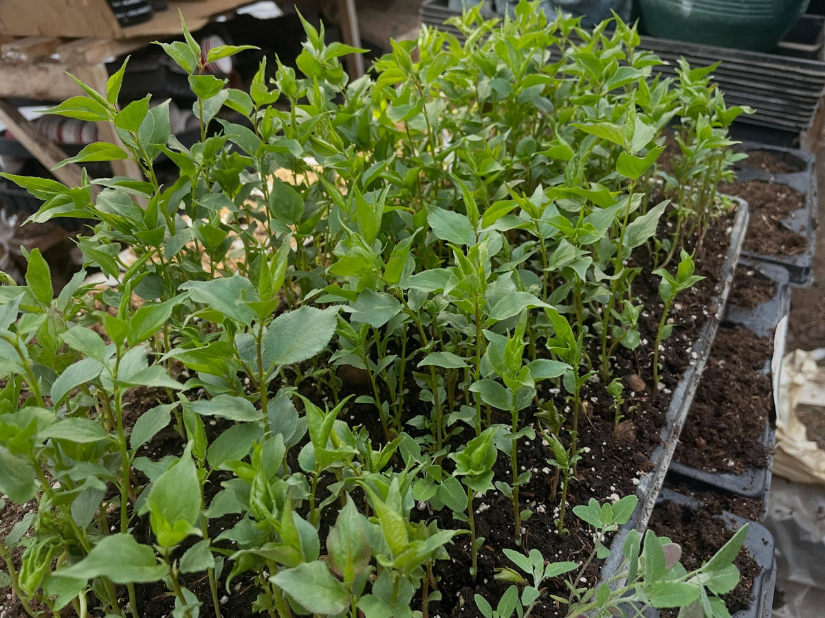 trasplante a macetas de albaricoqueros de Manchuria, fotografía 3 de 7