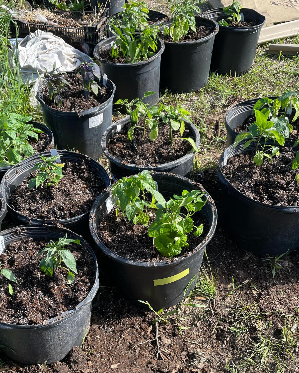 Mise en pot des poivrons, image 3 sur 3