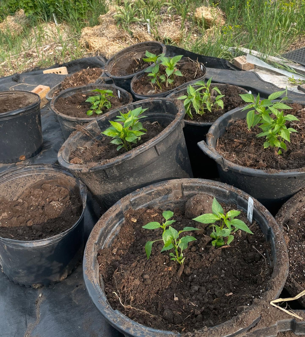 Rempotage des poivrons à 8 semaines, image 4 sur 4