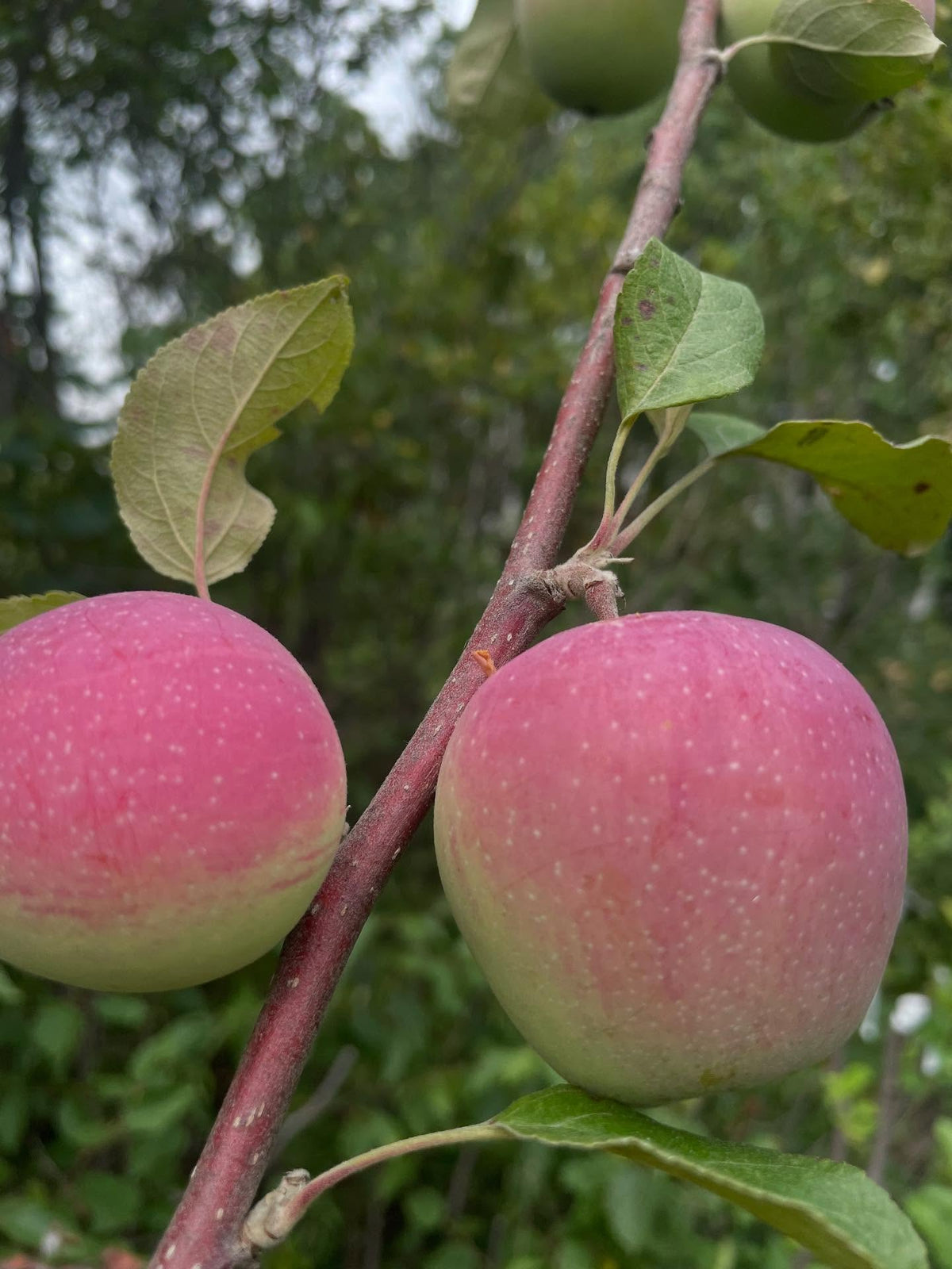 Pomme Prairie Magic greffée sur amélanchier en août; c’est simplement une réalisation amusante, image 1 sur 2