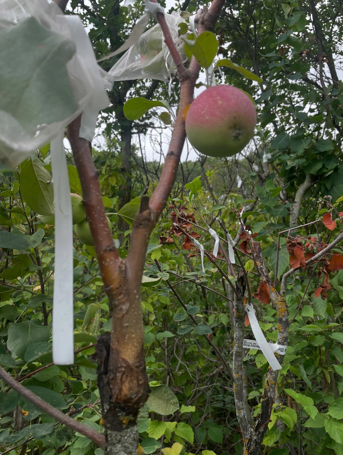 Pomme Prairie Magic greffée sur amélanchier en août; c’est simplement une réalisation amusante, image 2 sur 2