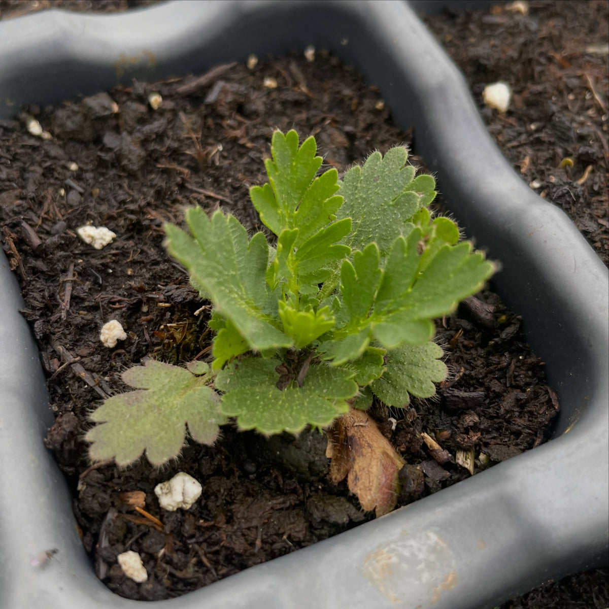 Plantas de semilla de humo de las praderas, imagen 1 de 2