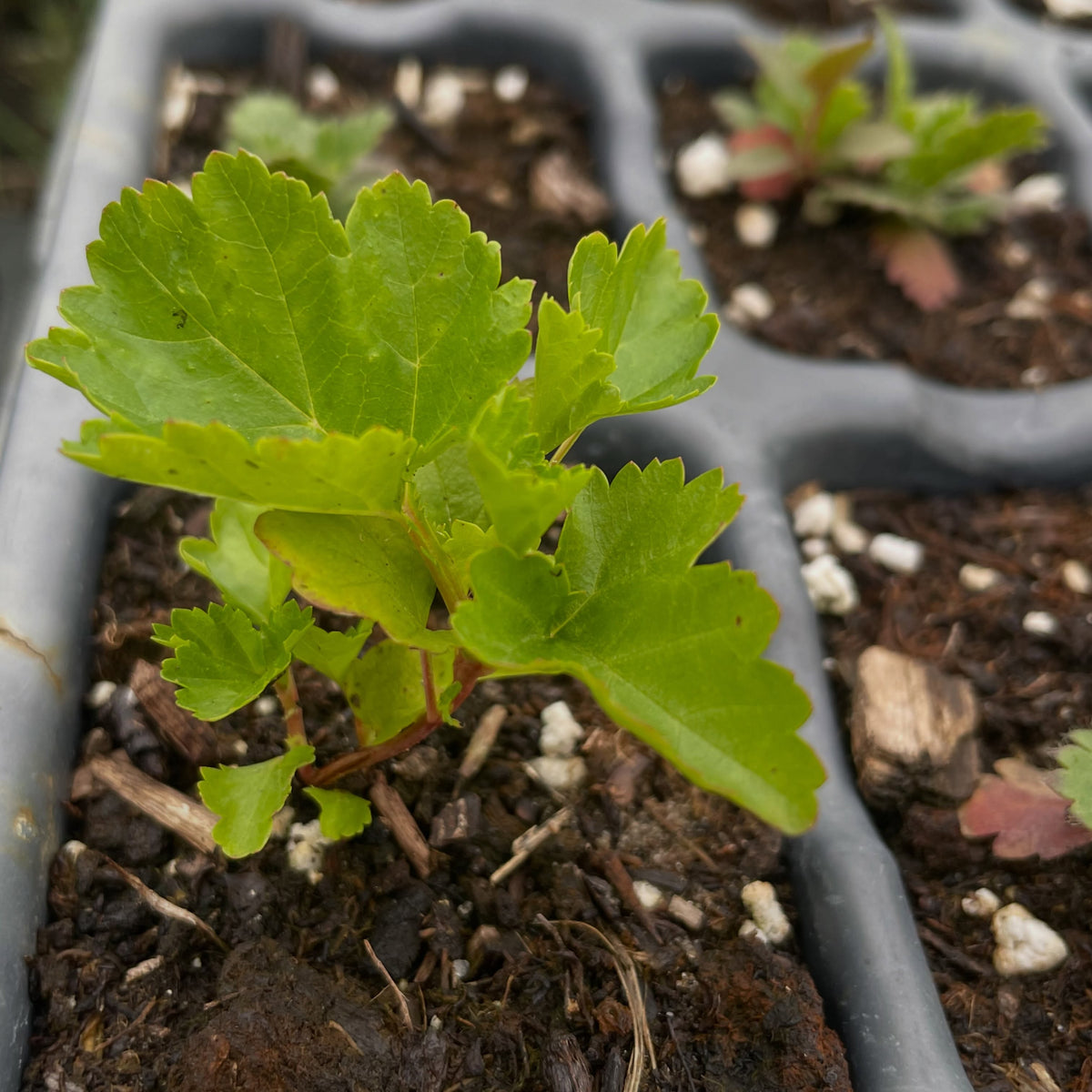 Plantas de semilla de humo de las praderas, imagen 2 de 2