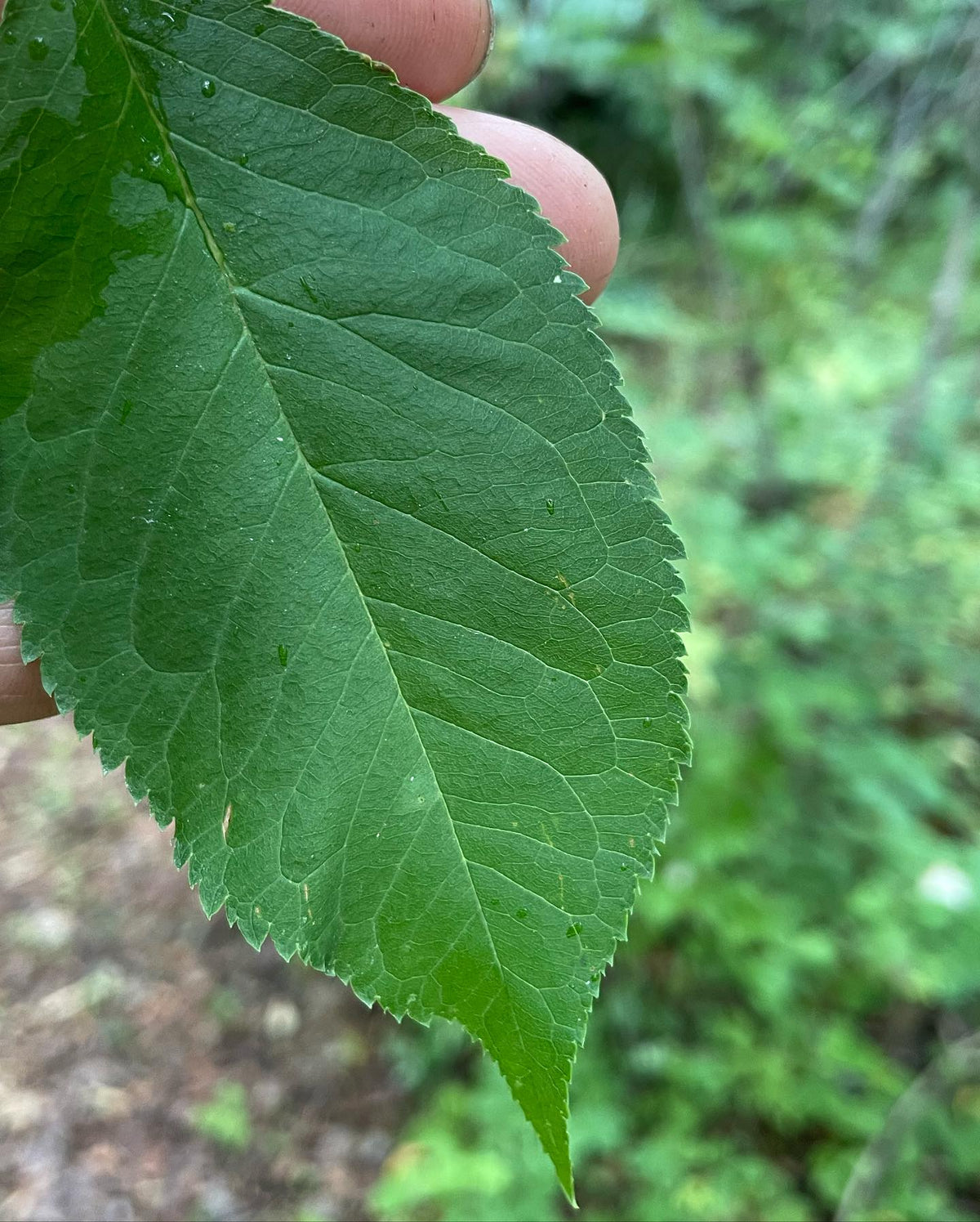 Creo que es prunus americana, junto a un sendero del arboreto Frank Skinner en Manitoba, imagen 2 de 3