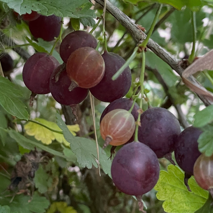 Purple Gooseberry · 1